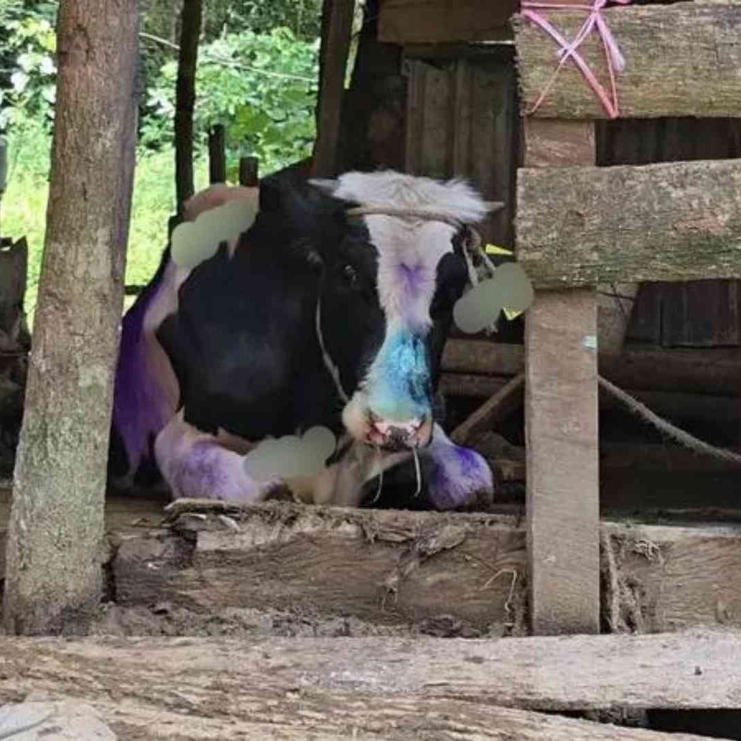 Confirman Primer Caso de Gusano Barrenador en Toro Joven de Ixtaczoquitlán Veracruz