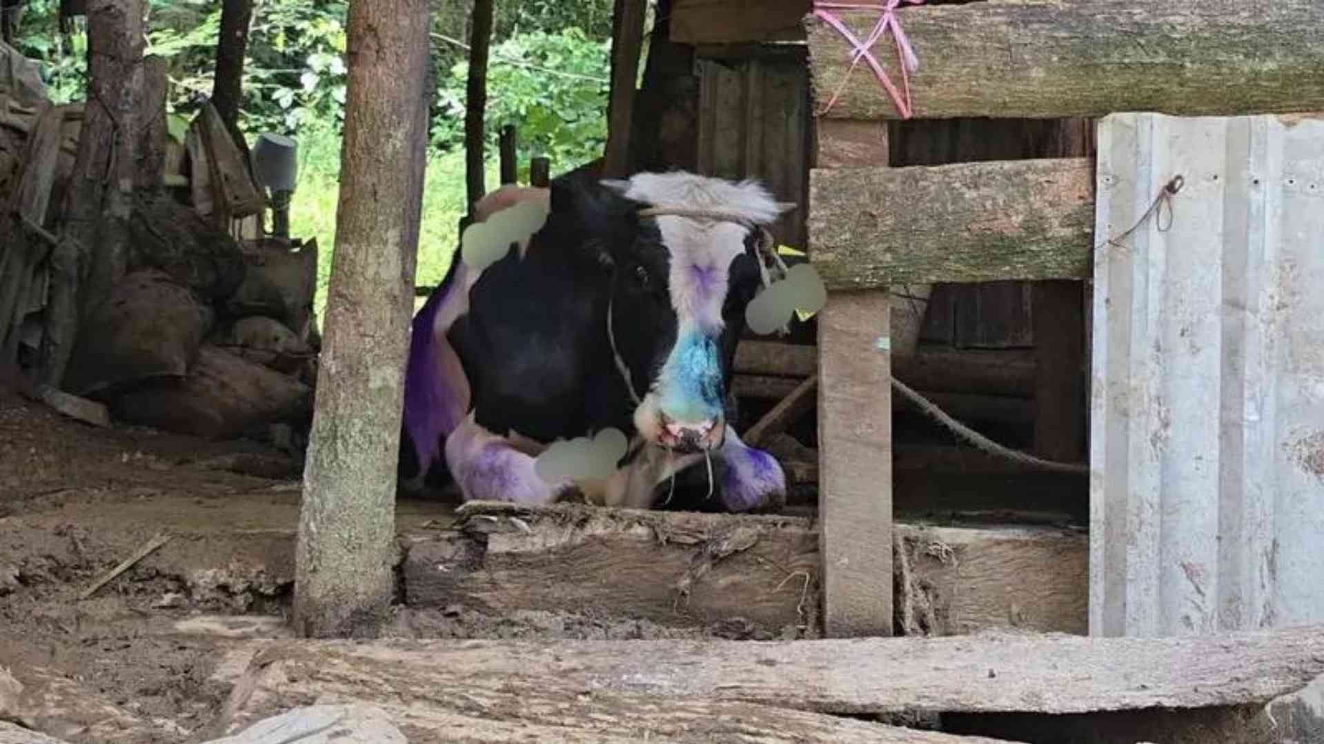 Confirman Primer Caso de Gusano Barrenador en Toro Joven de Ixtaczoquitlán Veracruz