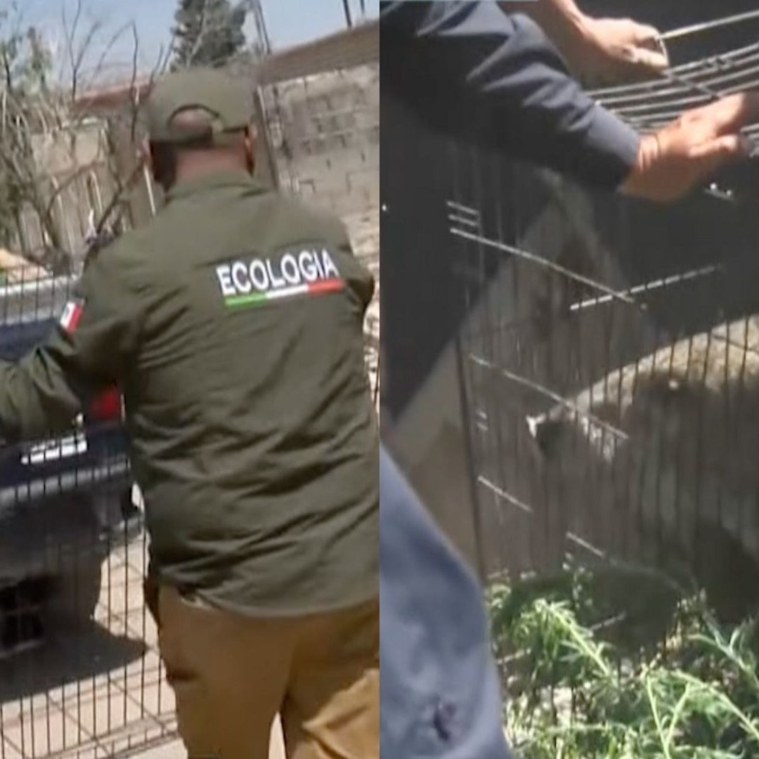 Realizan Operativo por Jabalí Suelto en Ciudad Juárez; Policías y Albañiles Lograron Capturarlo