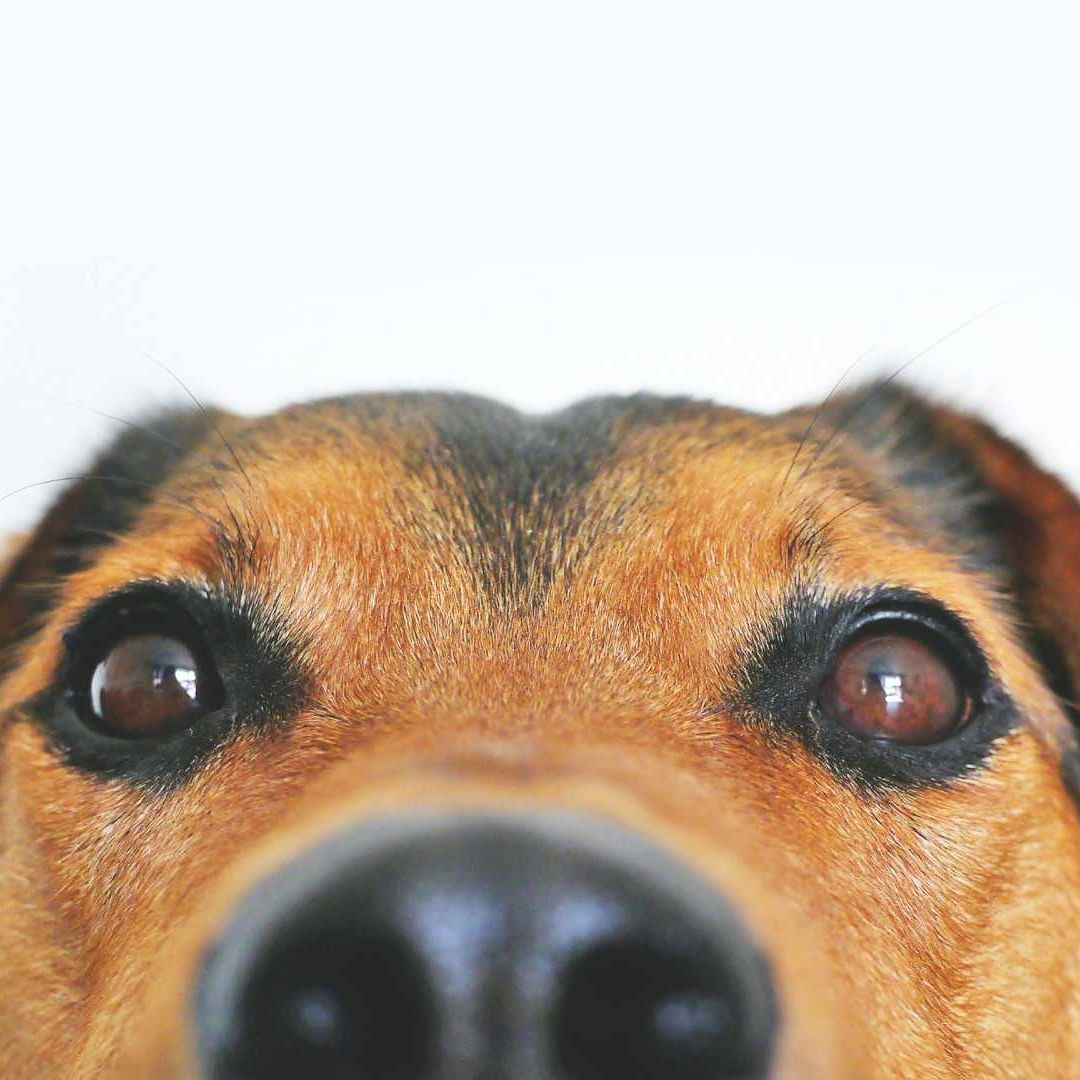 Septiembre Mes del Testamento Veracruz 2025 Puedo Heredar a una Mascota Aquí los Detalles