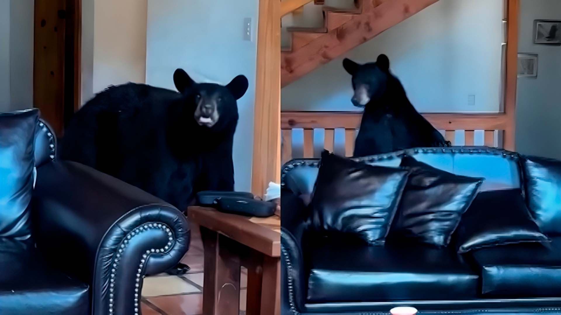 Video: Oso Sorprende a Familia en Cabaña de Arteaga