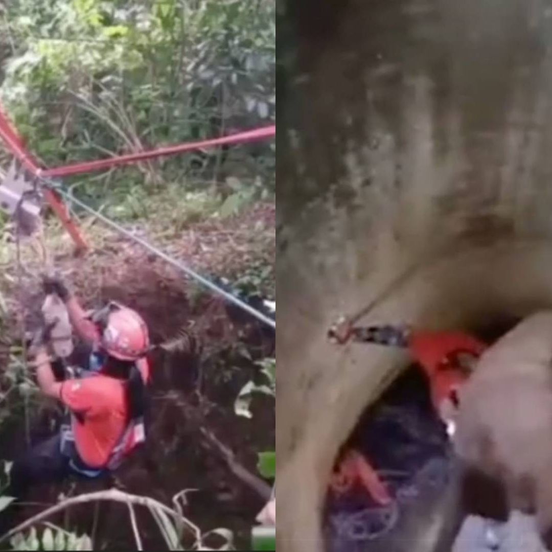 Rescatan a Perro que Cayó a Pozo de 15 Metros de Profundidad en Coatepec Veracruz