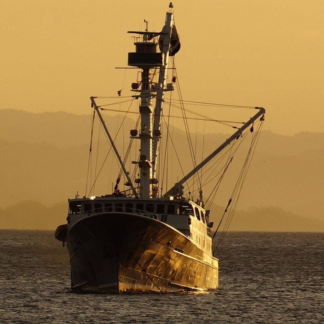 México sin Golpes al Corazón Financiero de la Pesca Ilegal