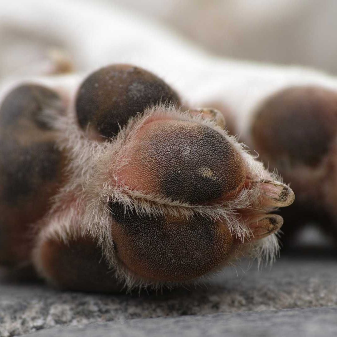 Detienen a Sujeto por Agredir a una Perrita en Querétaro