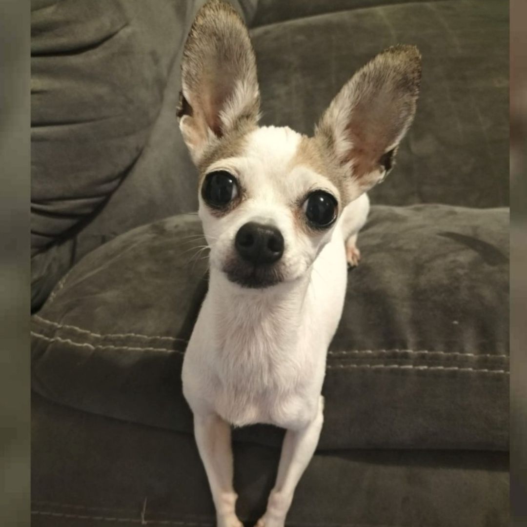 Los secuestros de mascotas, es una nueva modalidad de extorsión en México, en donde llegan a pedir una recompensa de hasta 50 mil pesos