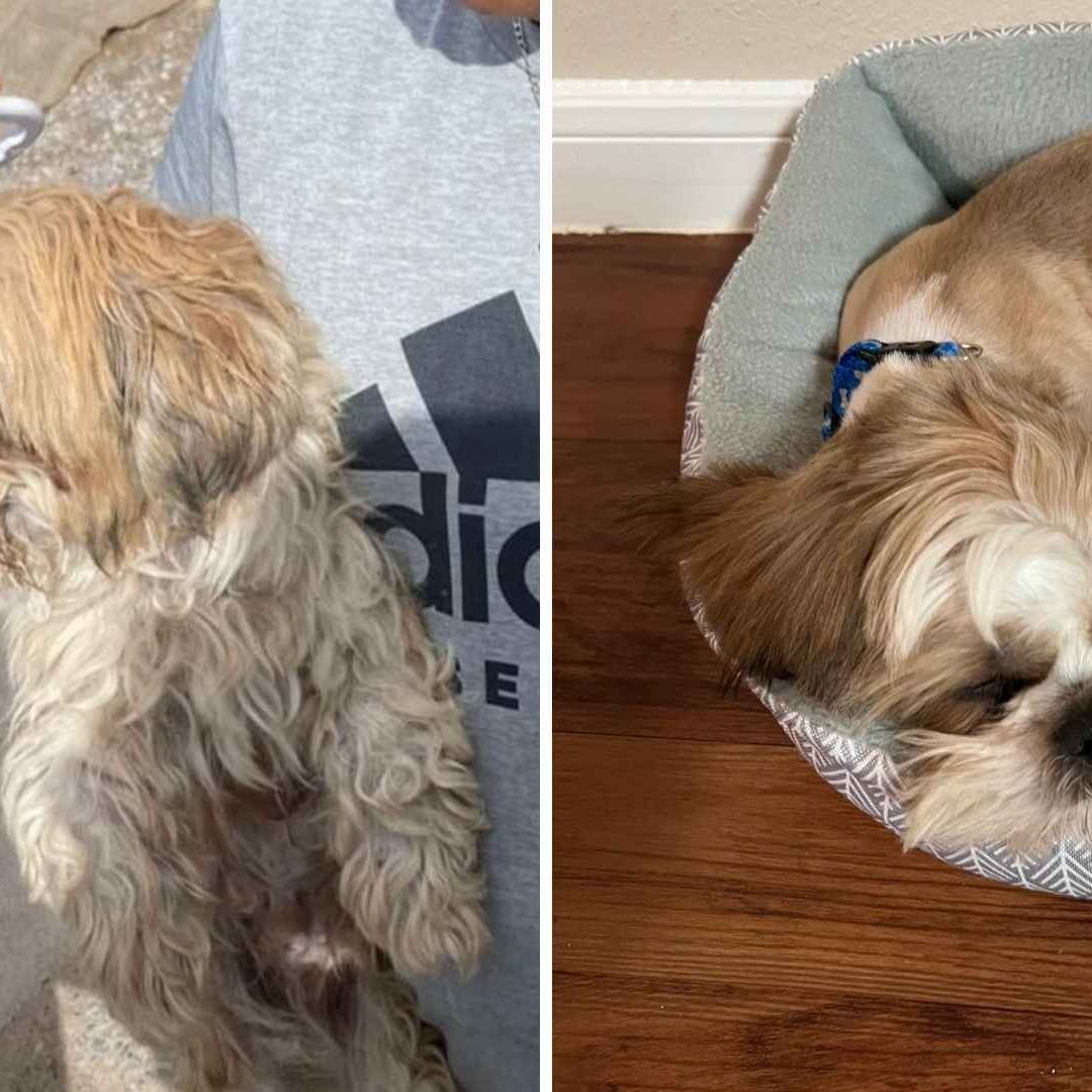“Coquito”, Shih Tzu con Reporte de Robo en EE. UU., fue Localizado en Ciudad Juárez | Foto: DABA