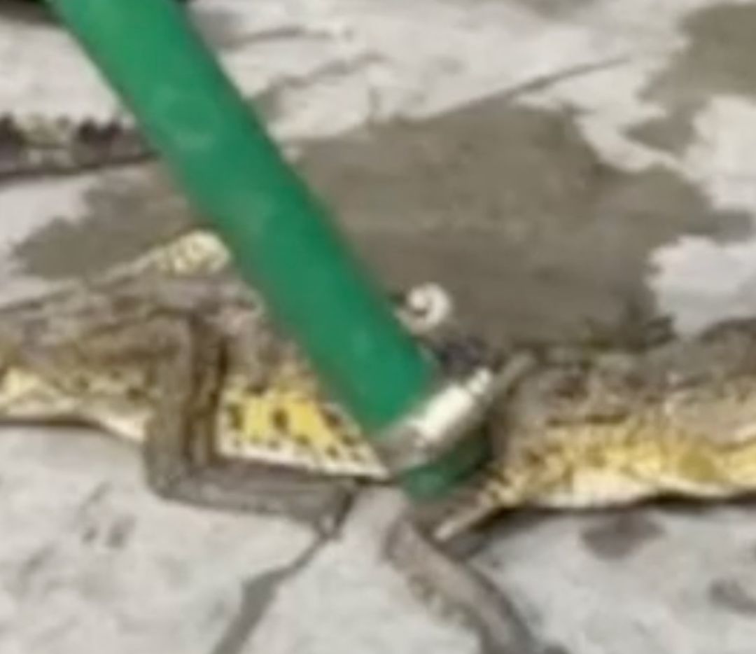 Aparece Caimán Suelto en Calles de León Tras Fuertes Lluvias; ¿Dónde Fue Capturado?