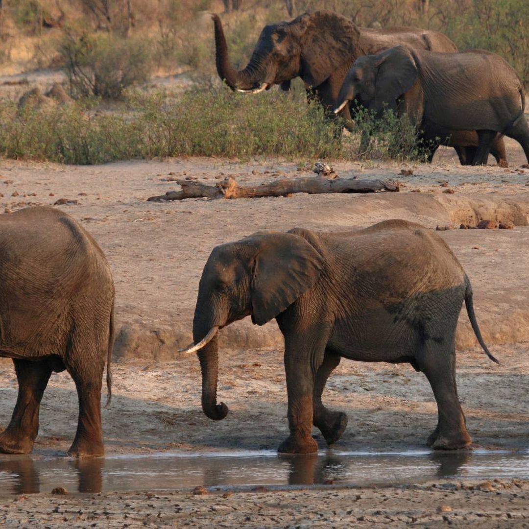 Un grupo de elefantes en el Parque Nacional Hwange, en Zimbabue. Foto: Reuters