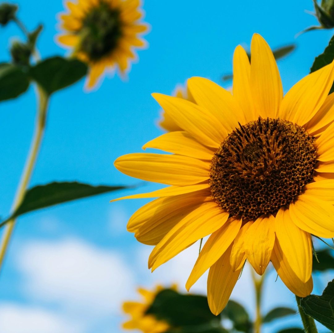 Flores amarillas: ¿Símbolo de Amor o Infidelidad? Descubre su Popular Significado