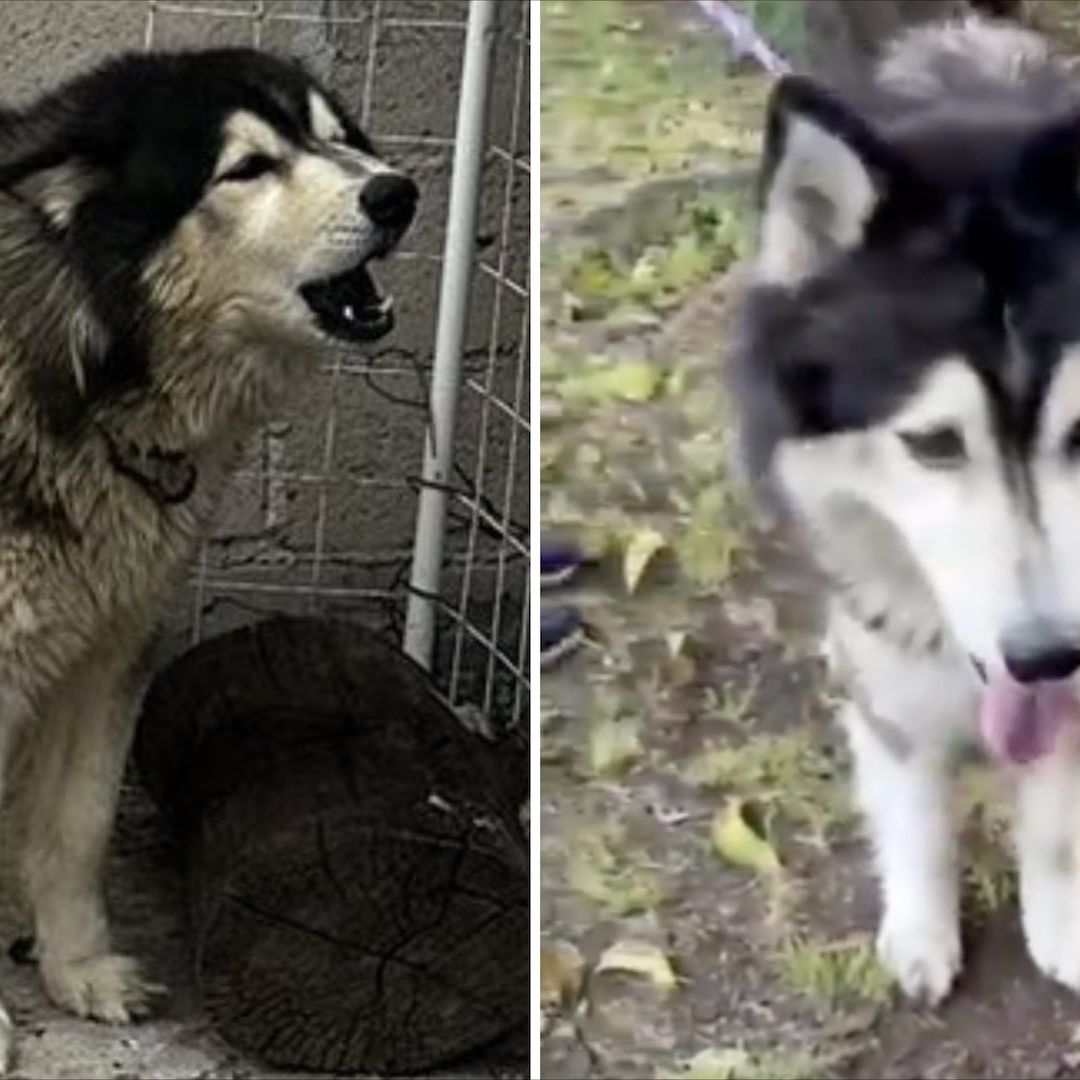 Dos periodistas podrían enfrentar prisión tras rescatar a perrito
