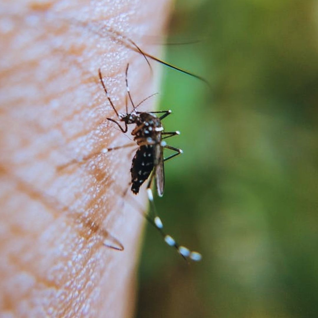Casos de Dengue en Chihuahua: Síntomas y Medidas de Prevención |
