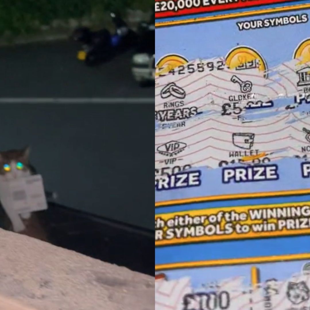 'Monkey’' es un gato que robó un billete de lotería ganador. Foto: TikTok @meganchristiann