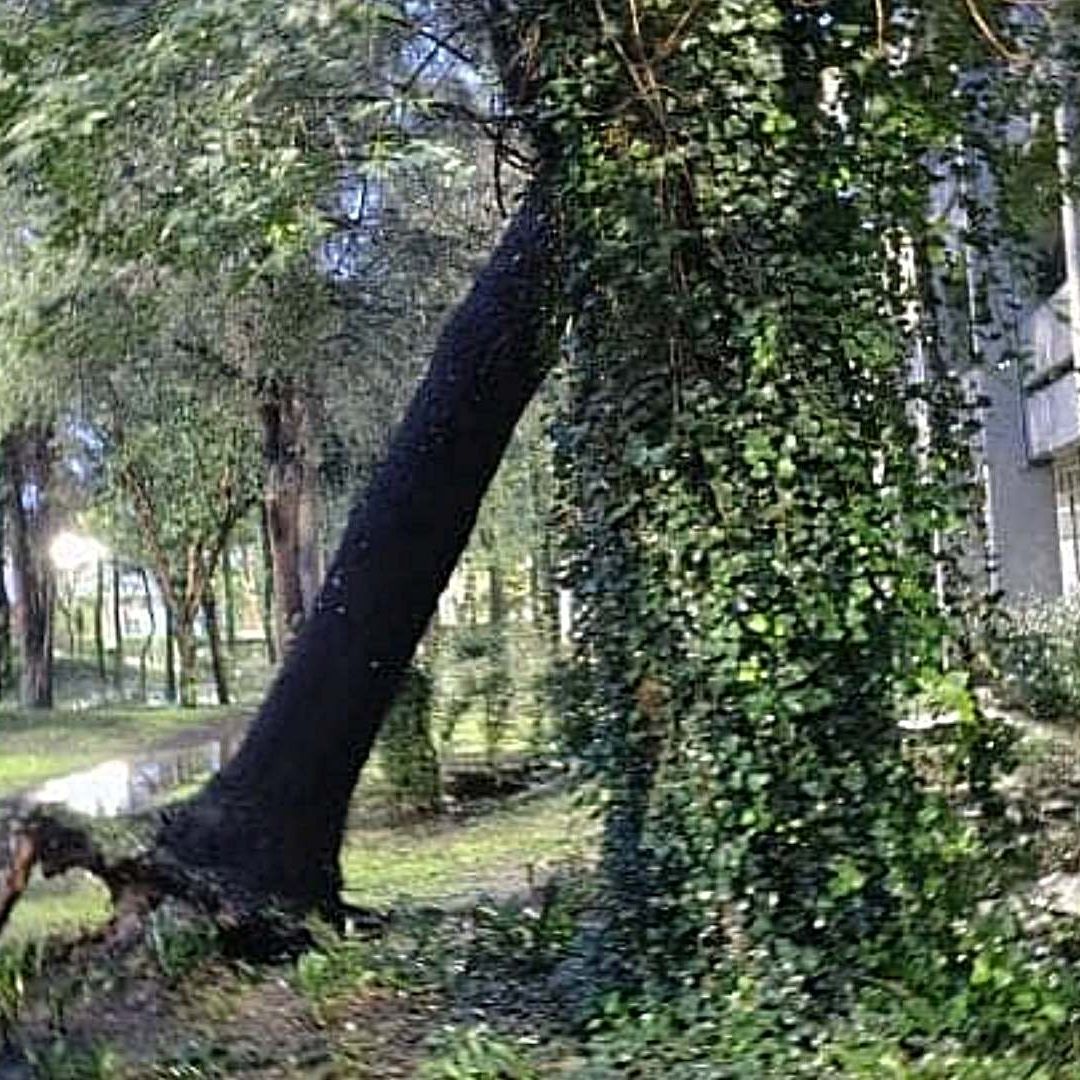 Lluvias en Naucalpan Derriban Árboles en FES Acatlán; Suspenden Clases