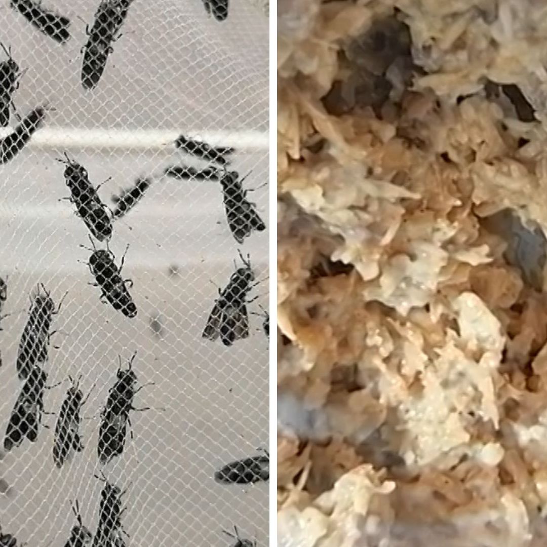 Investigadores de CICESE Desarrollan Propuestas para Convertir Residuos en Proteína en BC