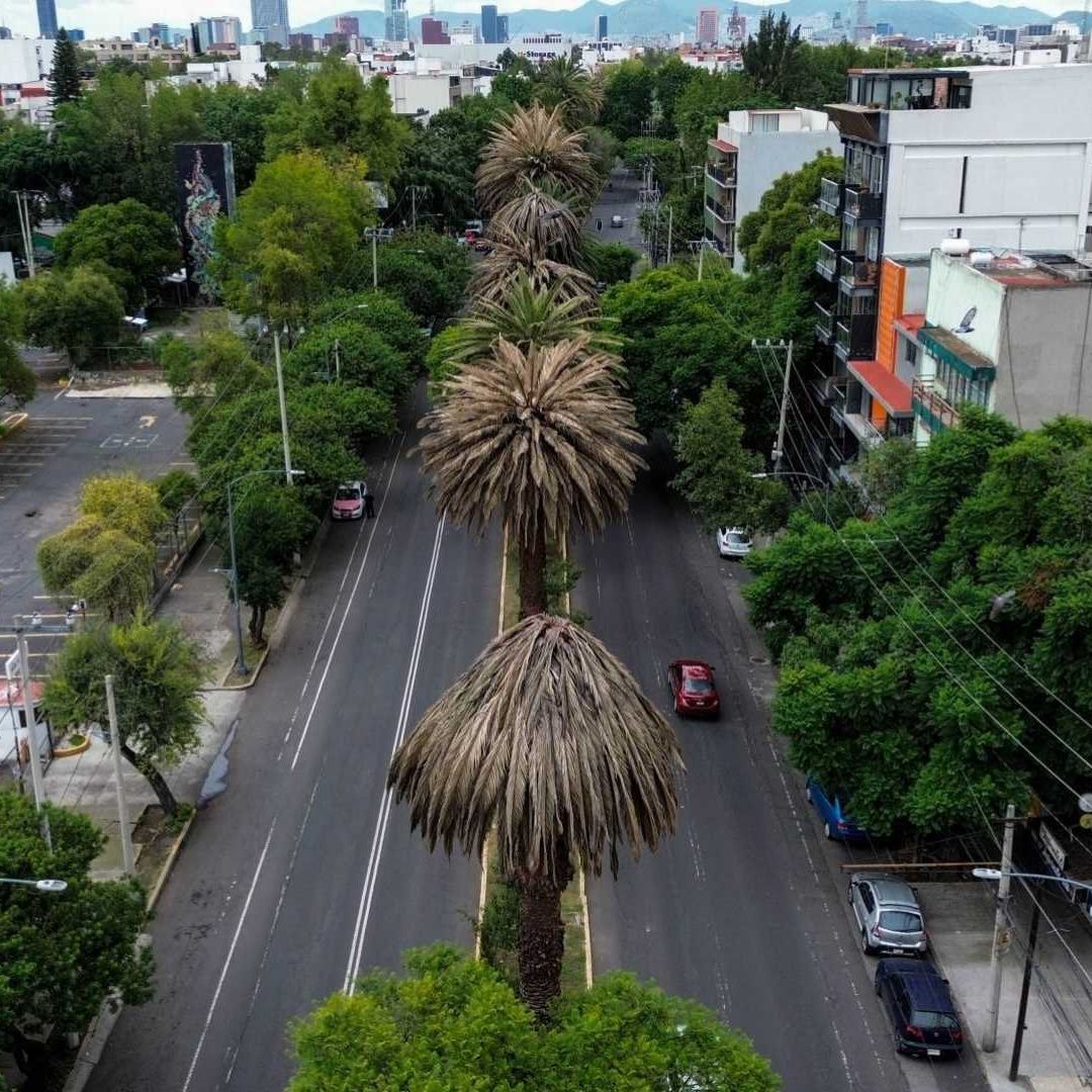 Palmeras enfermas en la CDMX.
