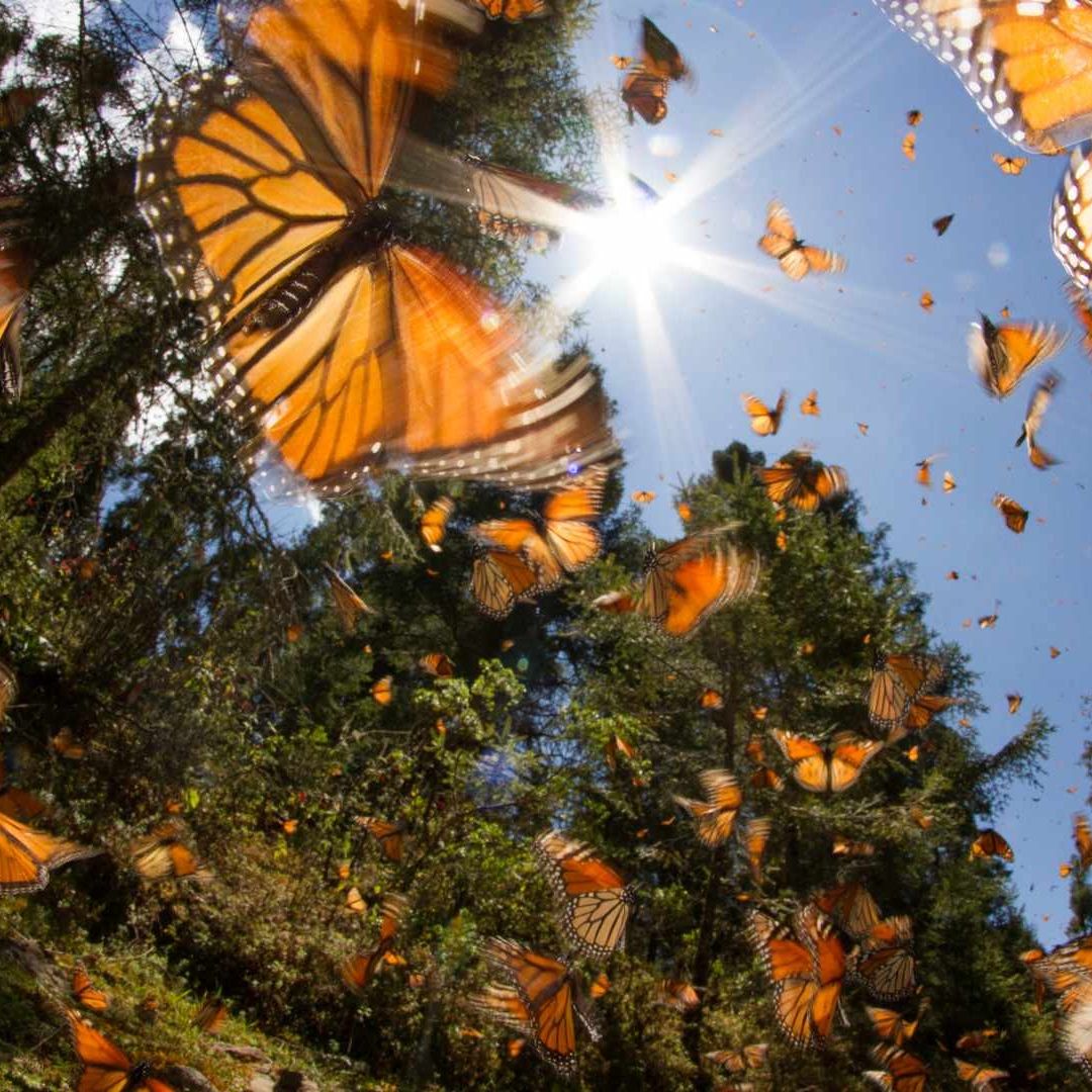 mariposas en san luis potosi
