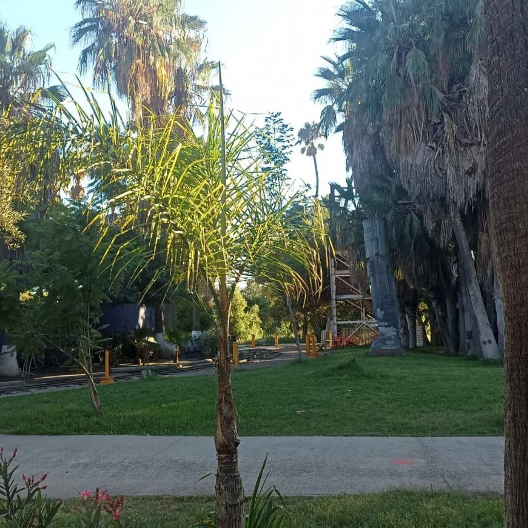 Localizan a Hombre Sin Vida en el Parque Morelos
