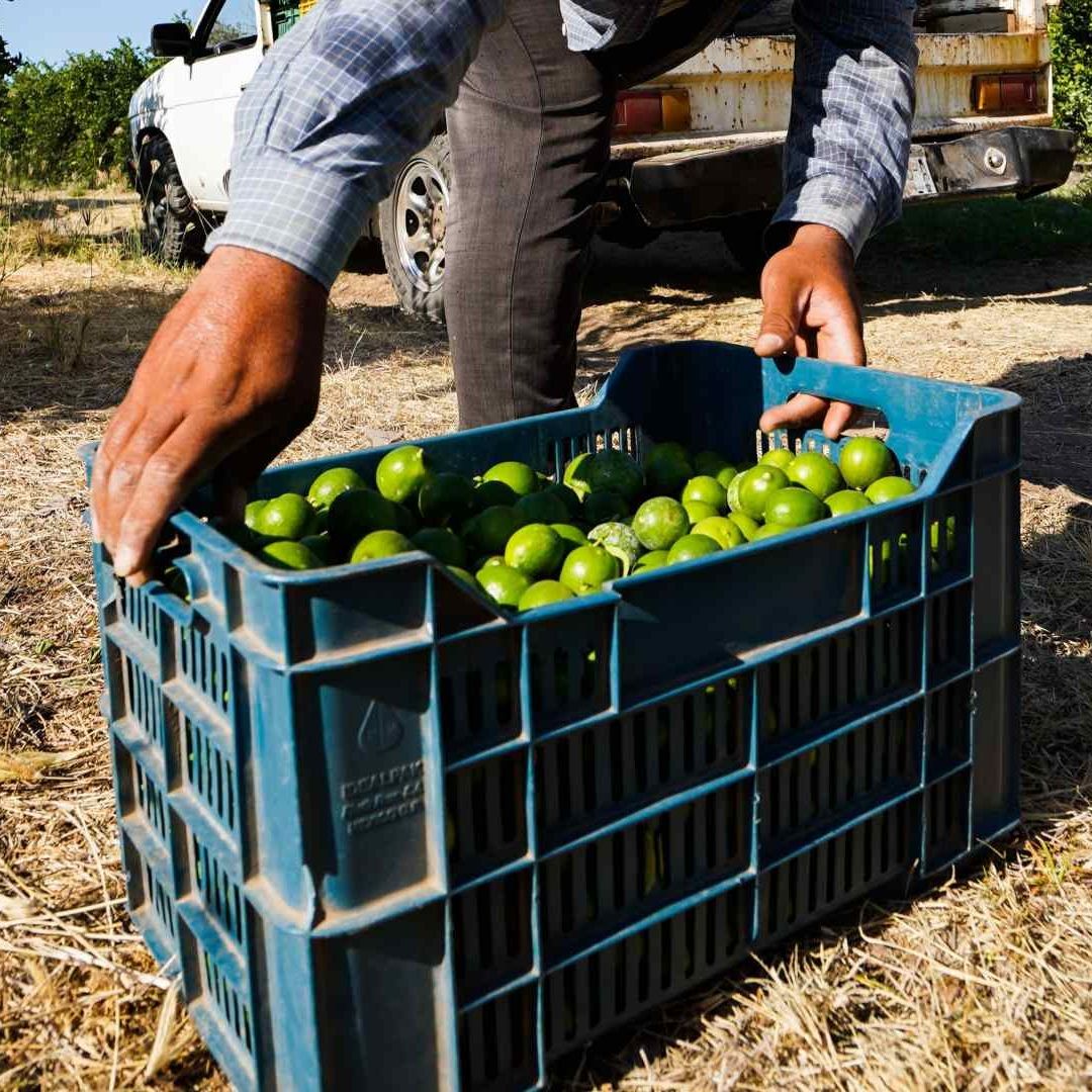 Limoneros de Michoacán Levantan Paro que Iniciaron Después de Asesinato de Empresario