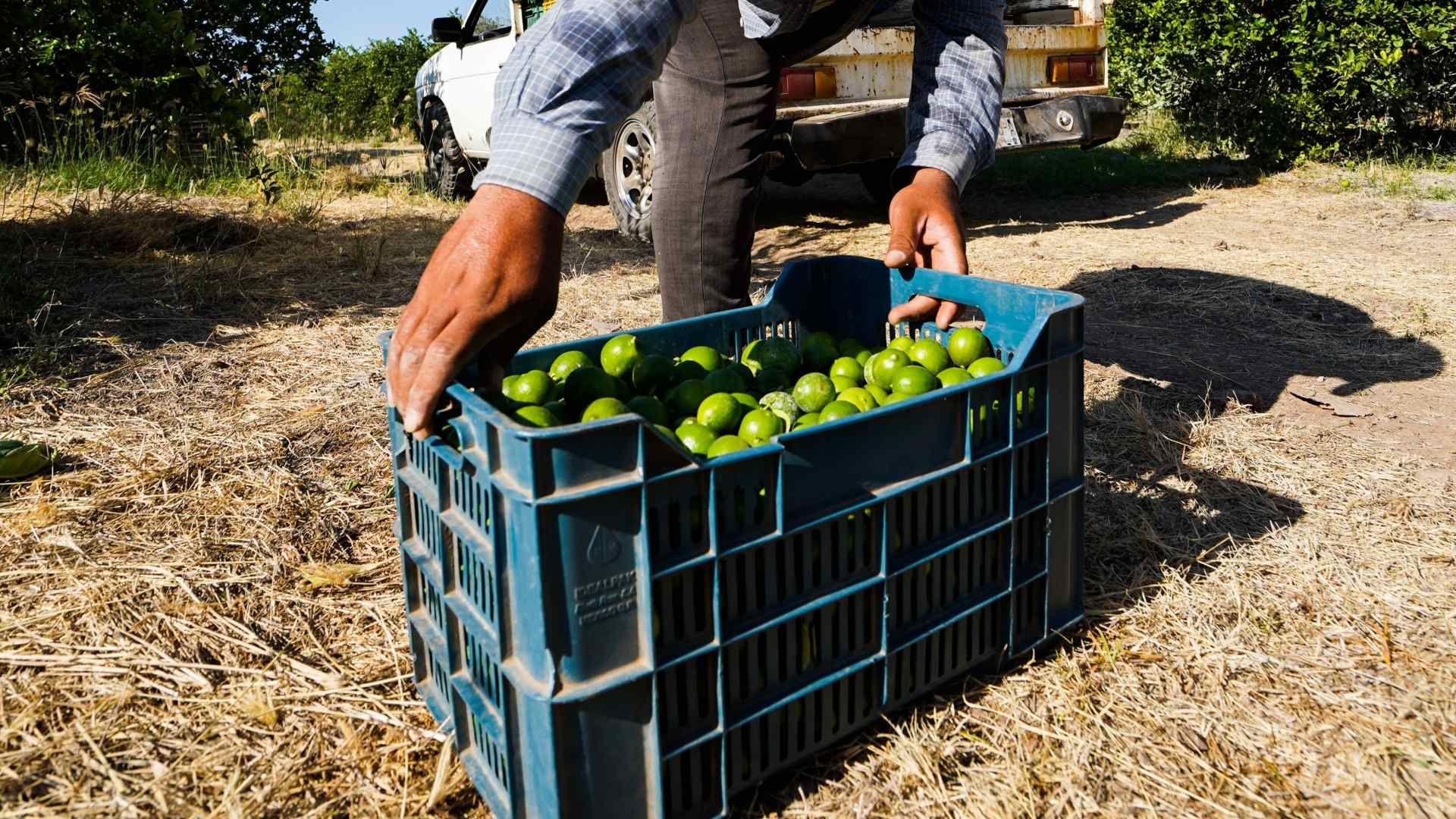 Limoneros de Michoacán Levantan Paro que Iniciaron Después de Asesinato de Empresario