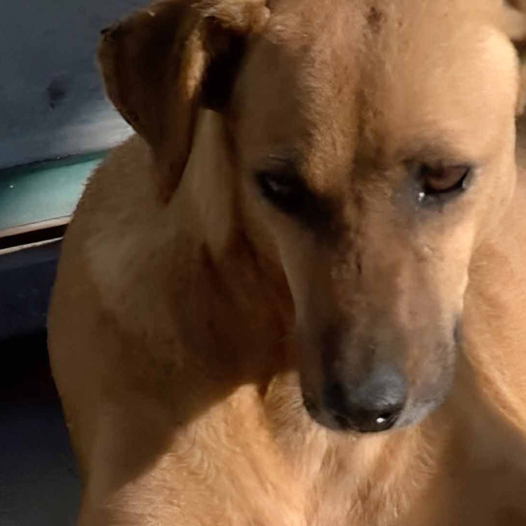 Vecinos Denuncian a Hombre por Disparar a Perrito en Torreón