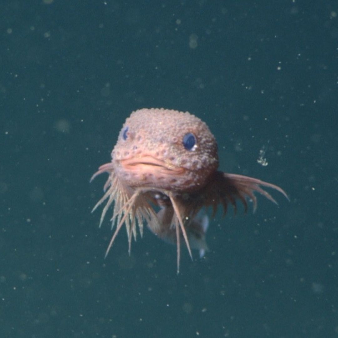 Hallan nueva especie de pez caracol rugoso a 3 kilómetros de profundidad