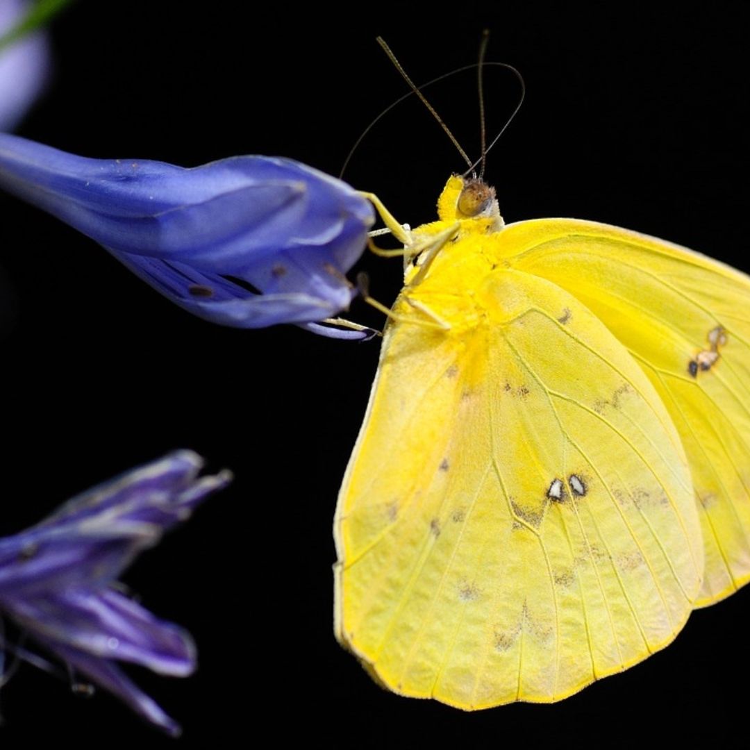 ¿Por qué hay tantas mariposas amarillas en Aguascalientes?