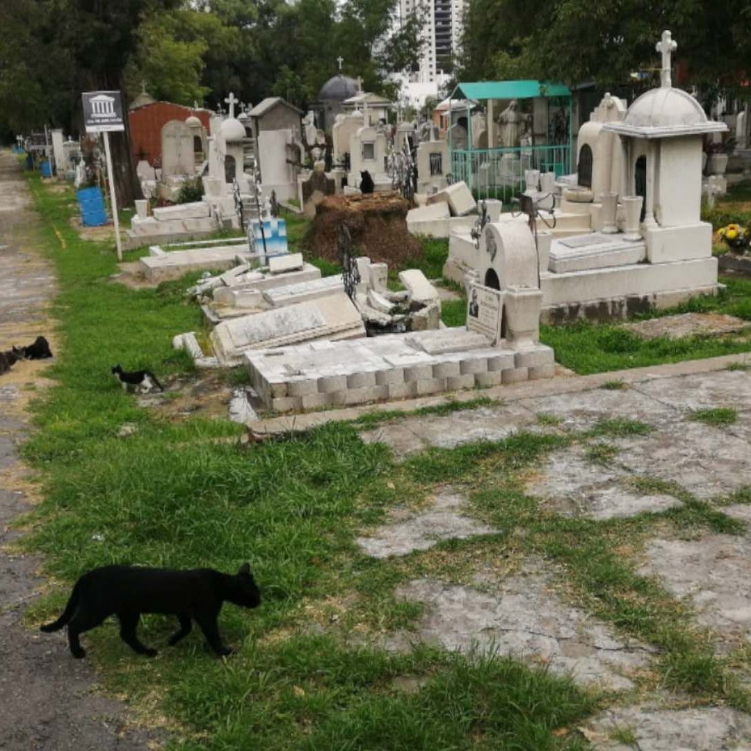 100 Gatitos Abandonados en el Panteón Municipal de Puebla. Foto: Alejandro Sánchez | N+