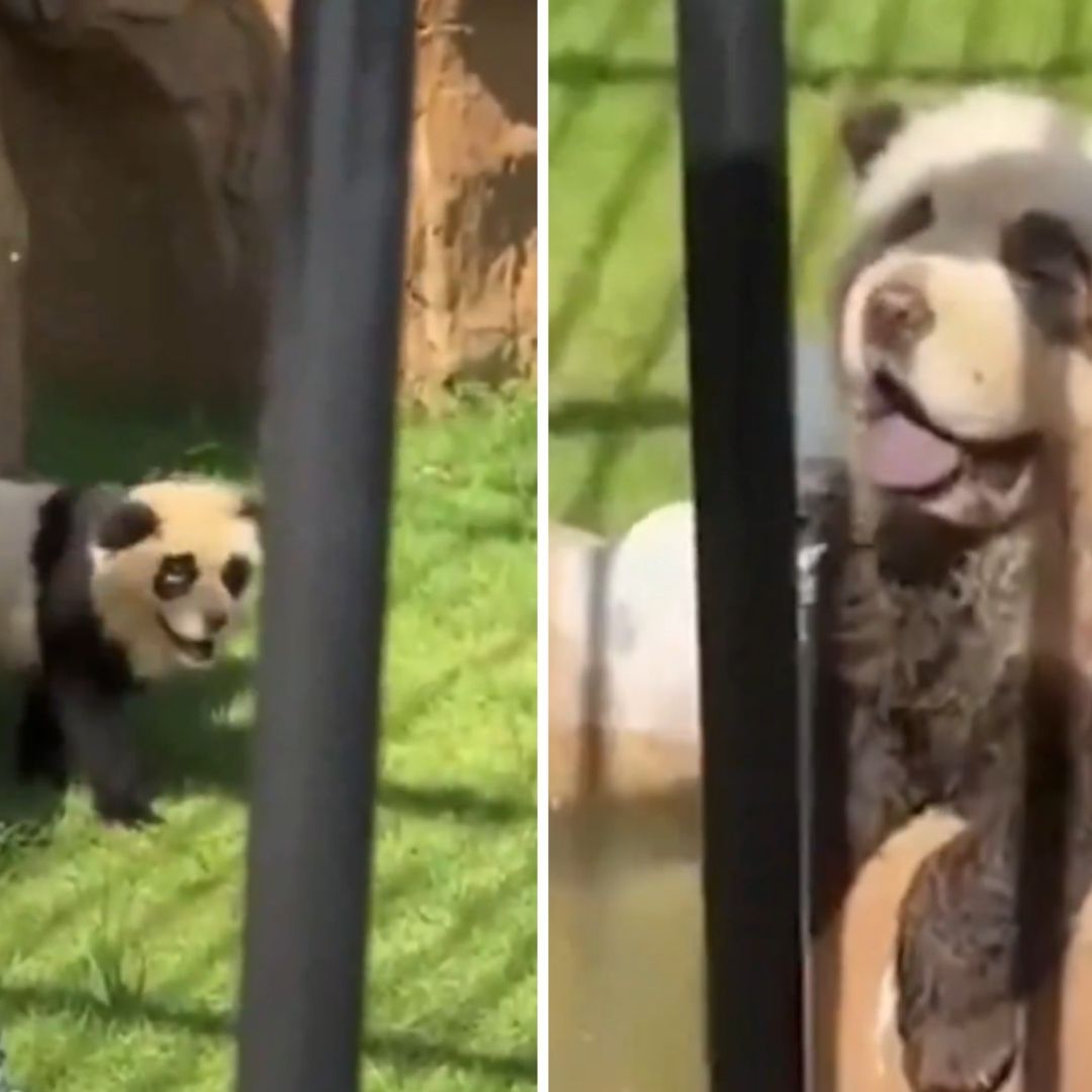 Captan a perros pintados como pandas en zoológico de China