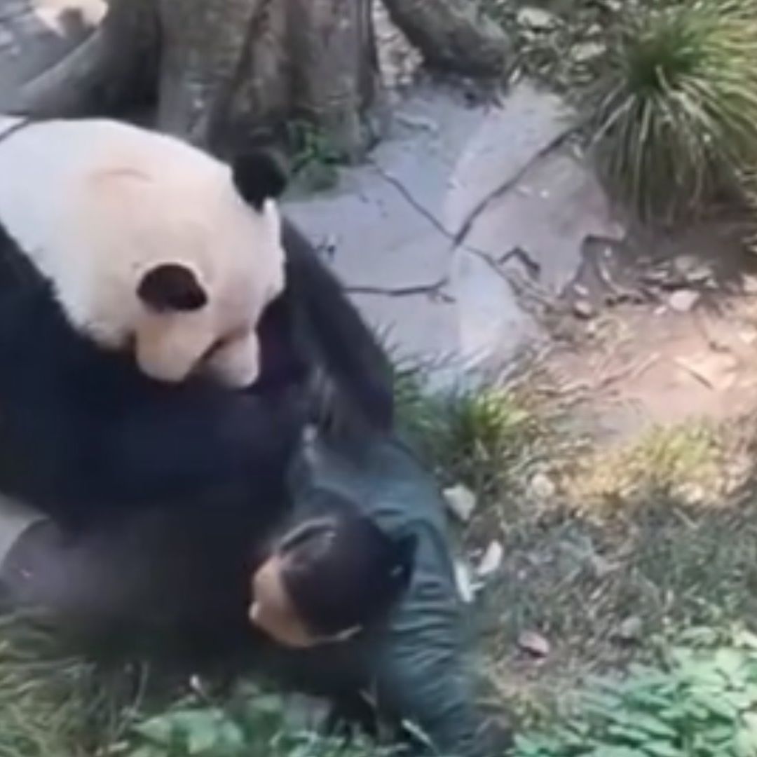 El panda se mostró enfurecido y atacó a su cuidadora quien logró salvar su vida de milagro