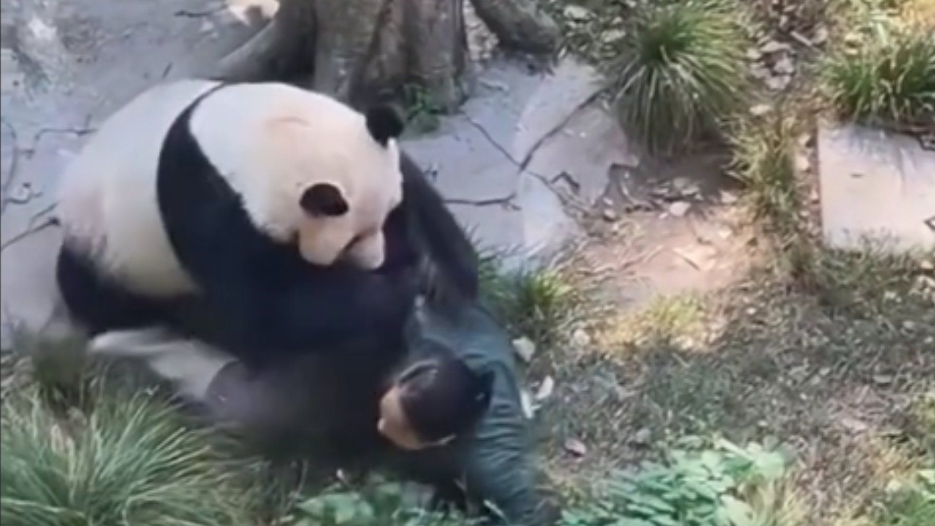 El panda se mostró enfurecido y atacó a su cuidadora quien logró salvar su vida de milagro