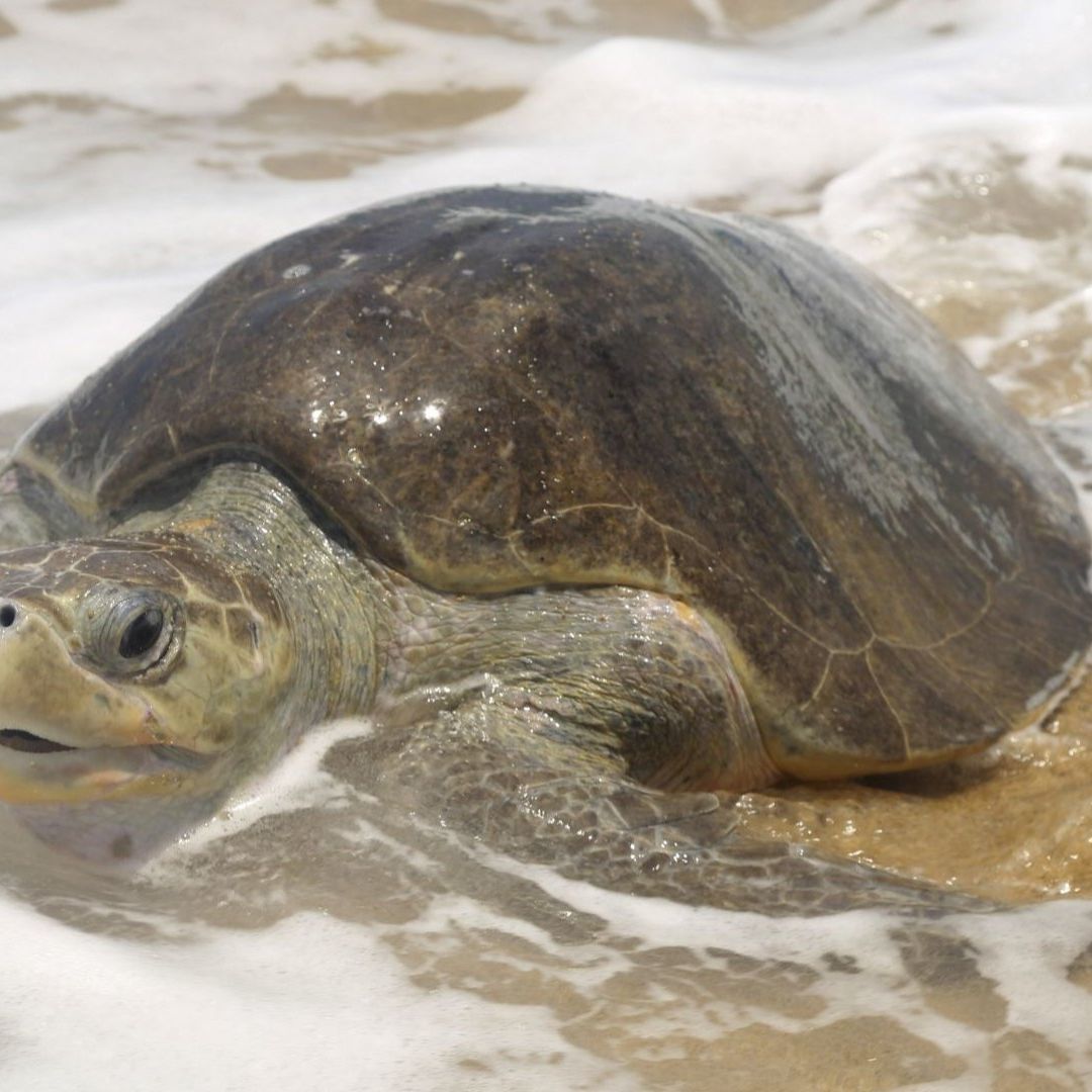 Tortuga marina golfina en playas de Michoacán el 28 de julio de 2019