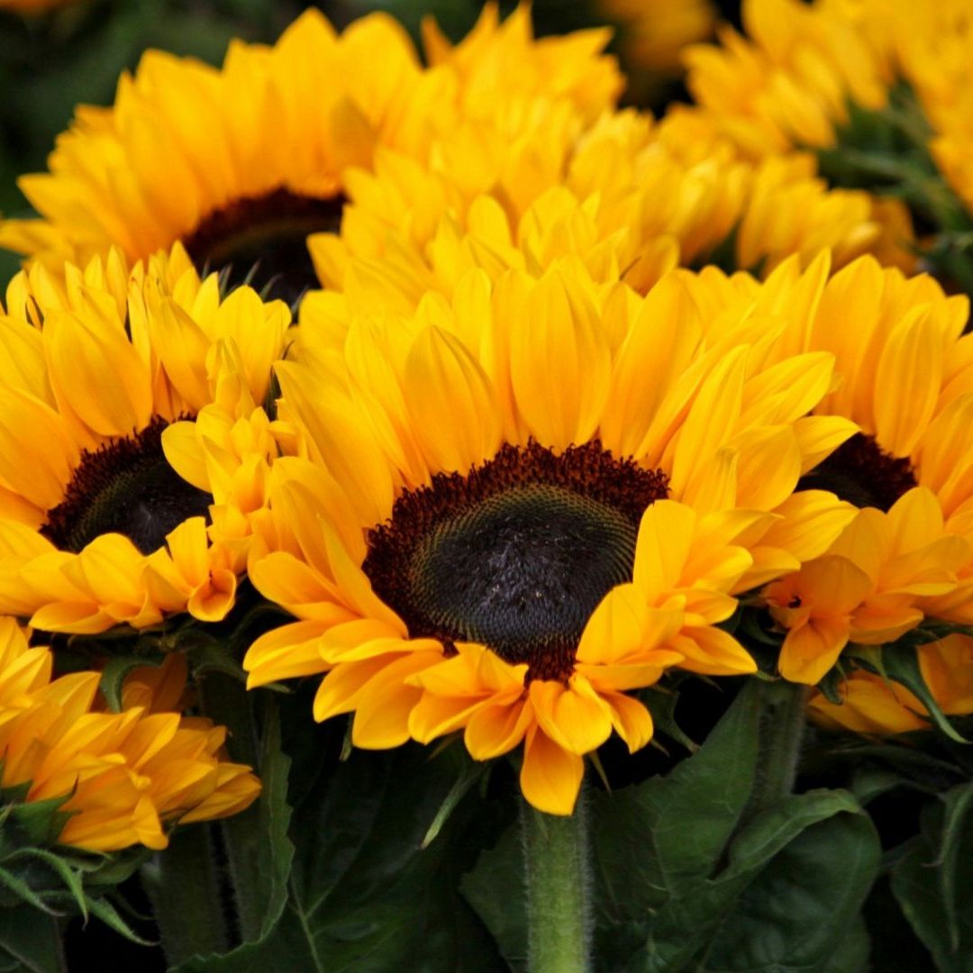 Existe la duda entre las personas sobre por qué se regalan las flores amarillas el 21 de septiembre 2024. Esta es la razón
