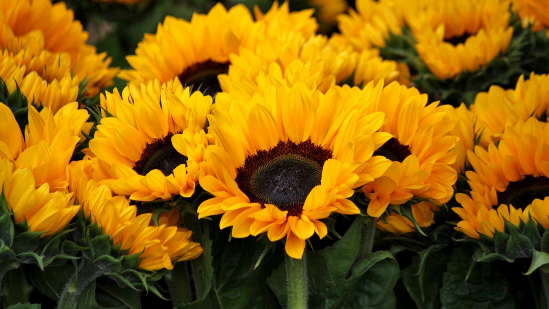 Existe la duda entre las personas sobre por qué se regalan las flores amarillas el 21 de septiembre 2024. Esta es la razón