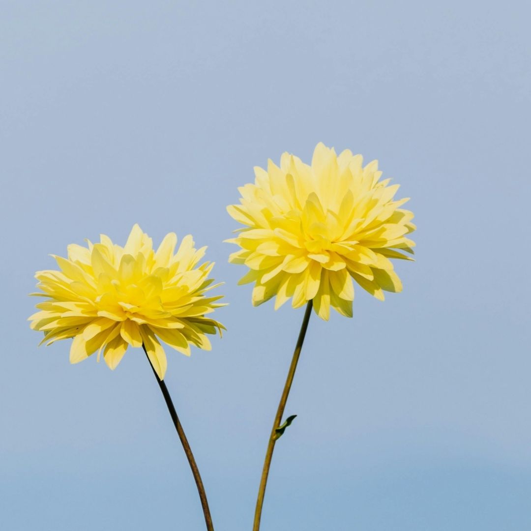 ¿Cómo Hacer Flores Amarillas de Papel para Regalar el 21 de Septiembre de 2024?