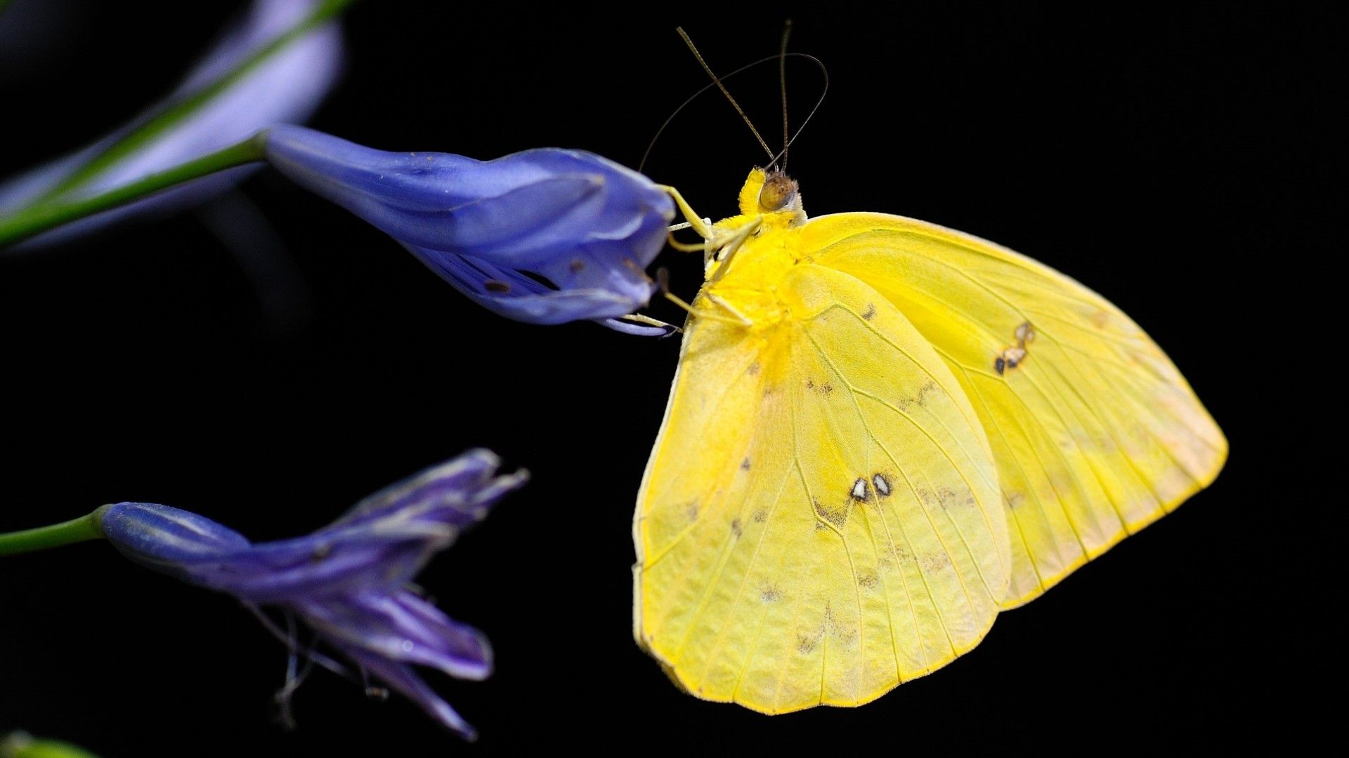 Qué significa ver mariposas en CDMX y otros estados por qué hay tantas en septiembre 2024