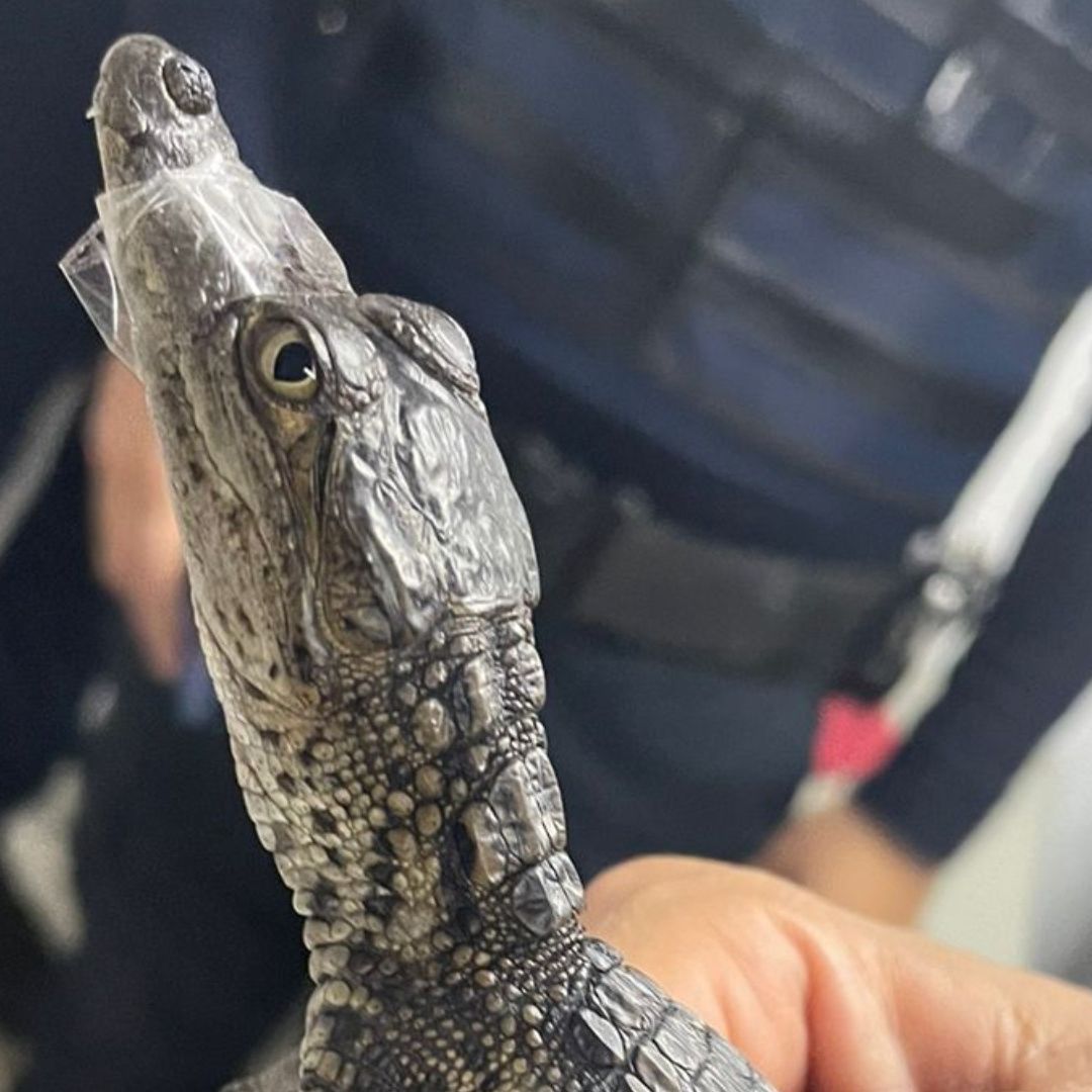 Este fin de semana dos pequeños reptiles fueron hallados en el Metro de la Ciudad de México; conoce los detalles de este inusual hallazgo