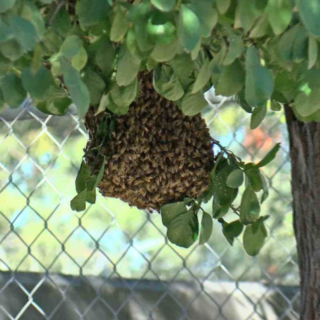 Ataque de Abejas Deja a Varios Lesionados y a Dos Perritos Muertos