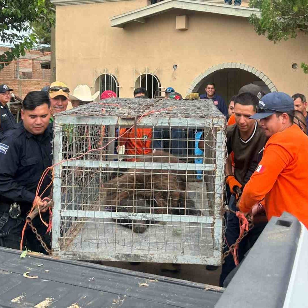 Oso Rescatado en Agua Prieta, Sonora Proviene de Estados Unidos; Esto se Sabe
