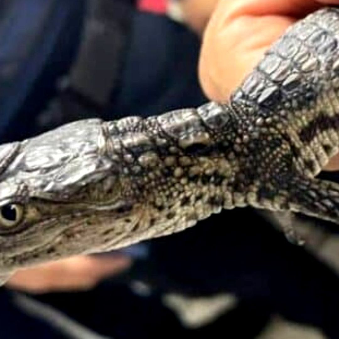 Tráfico de Animales Podría estar Detrás del Cocodrilo Encontrado en el Metro