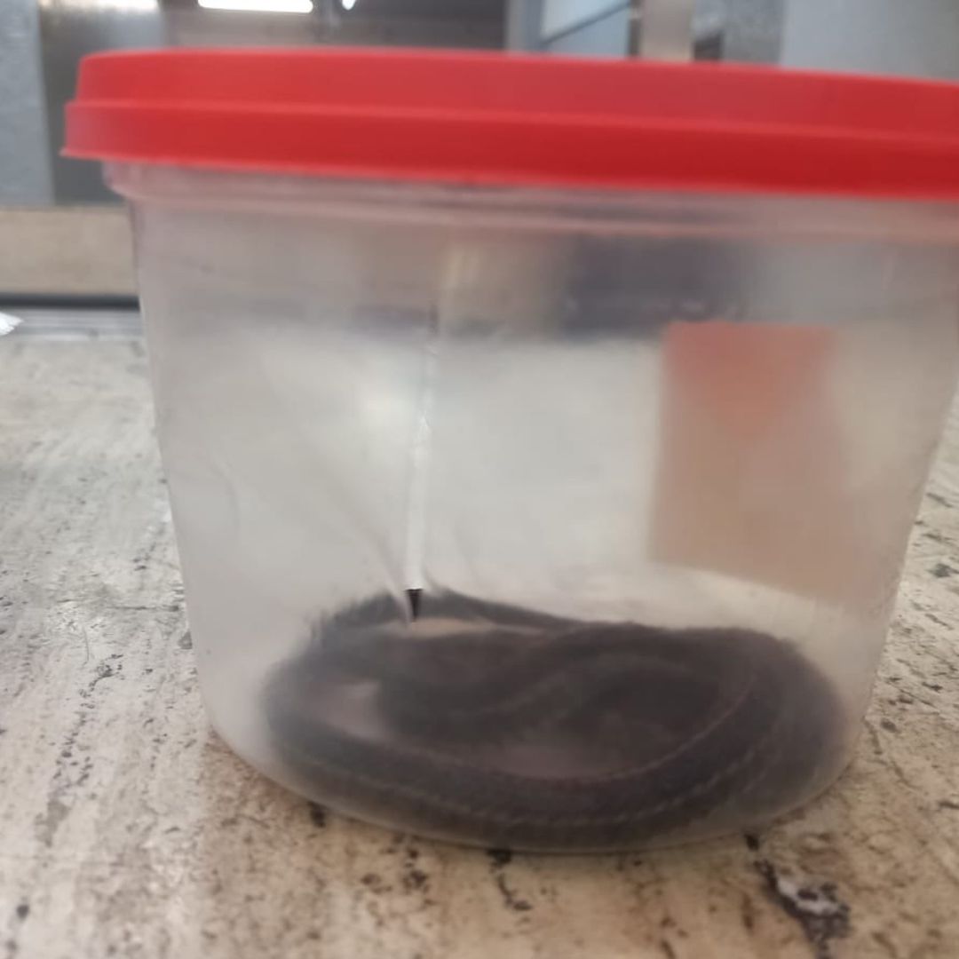 Serpiente de agua asegurada en instalaciones del Metro de la CDMX