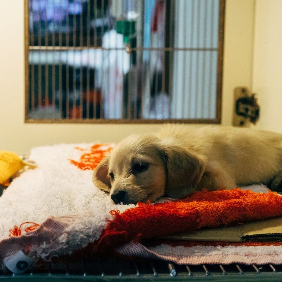 Falso Veterinario Hace Esterilización a Perrito y lo Mata en Sonora
