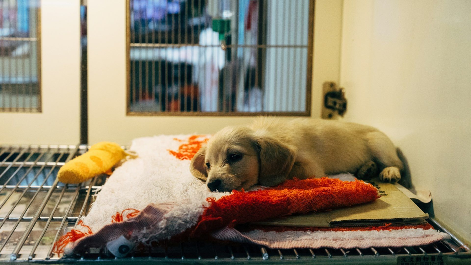 Falso Veterinario Hace Esterilización a Perrito y lo Mata en Sonora