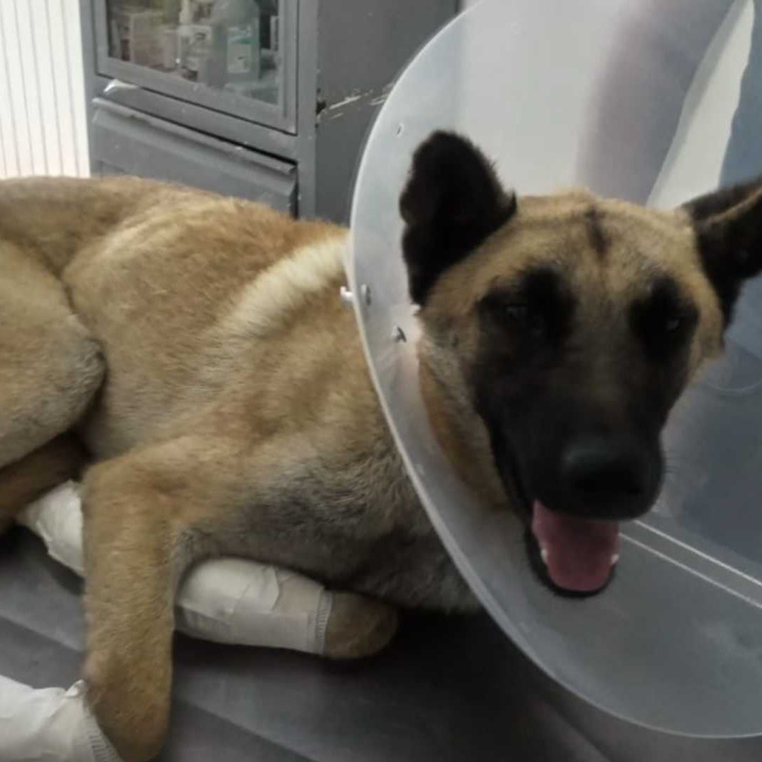 Mujer Arrastra a un Perro Con su Camioneta en Tlaquepaque