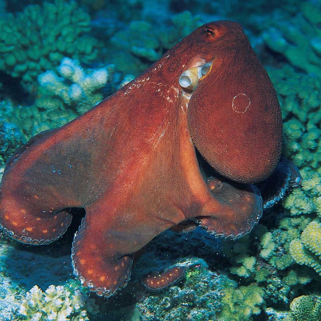 Ejemplar de gran pulpo azul en un arrecife en 2007