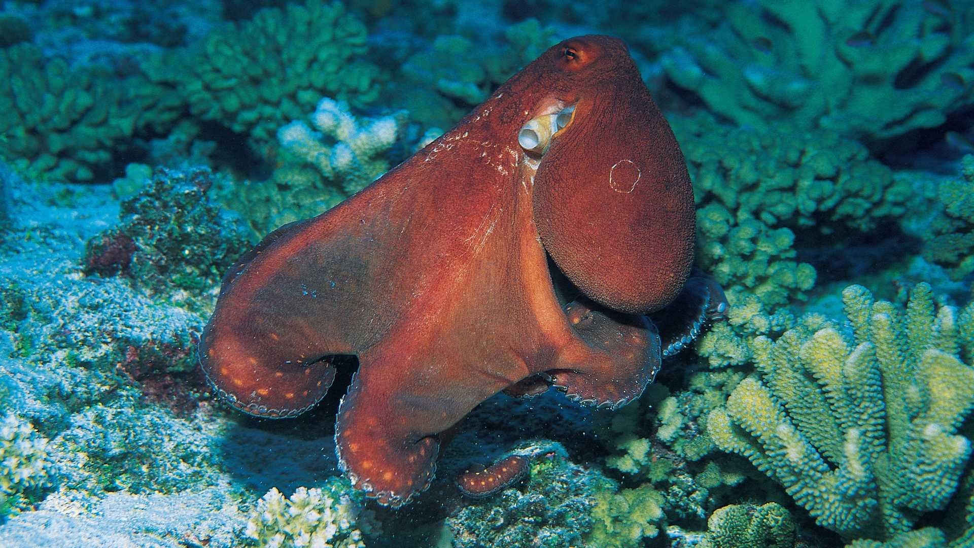 Ejemplar de gran pulpo azul en un arrecife en 2007