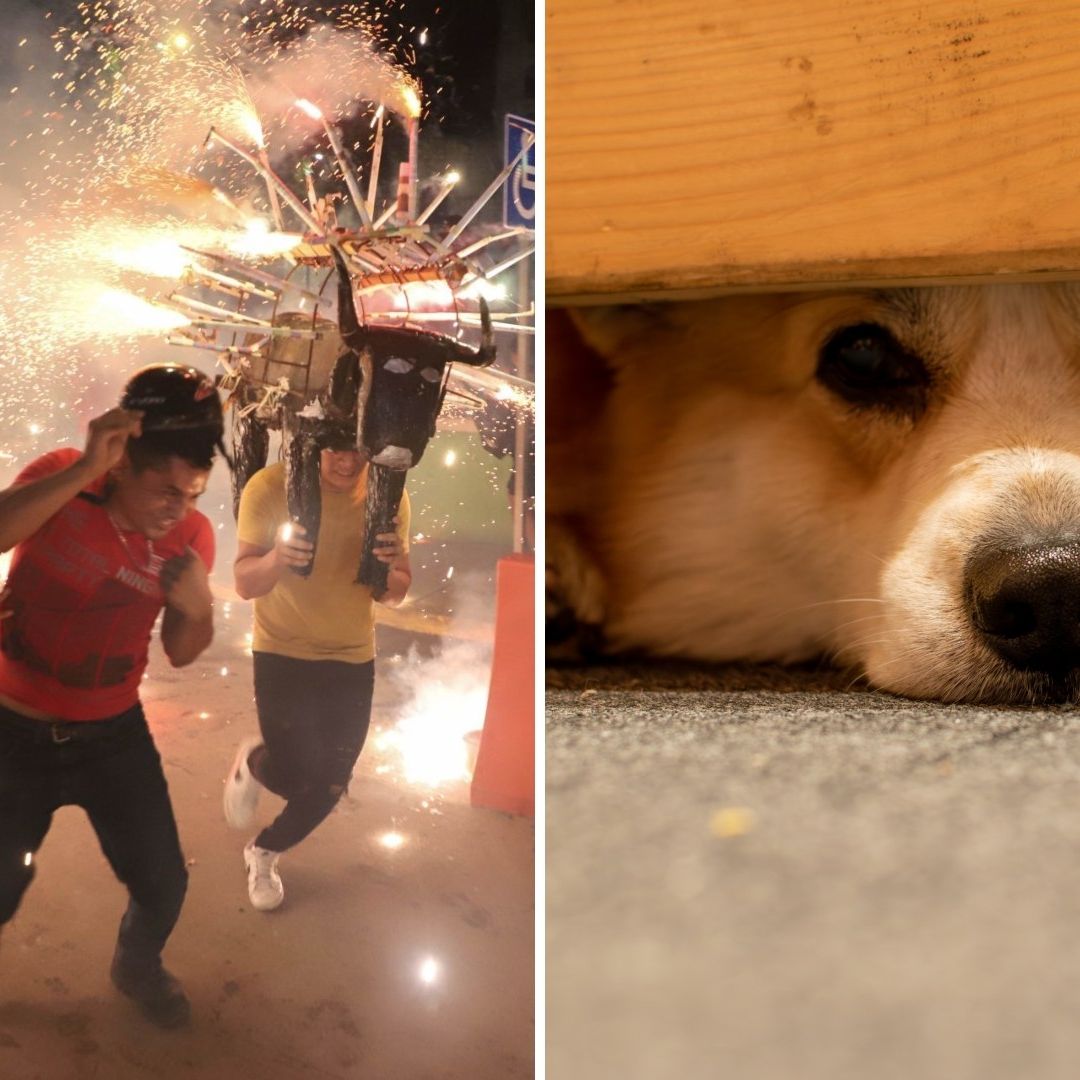 ¿Qué es el Método Tellington y Cómo Protege a Perritos Durante Quema de Pirotecnia?