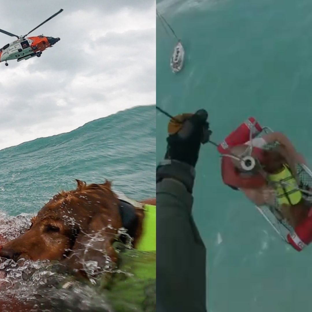 Así salvaron a un hombre y a su perro, durante el huracán 'Helene'. Foto: X @USCGSoutheast