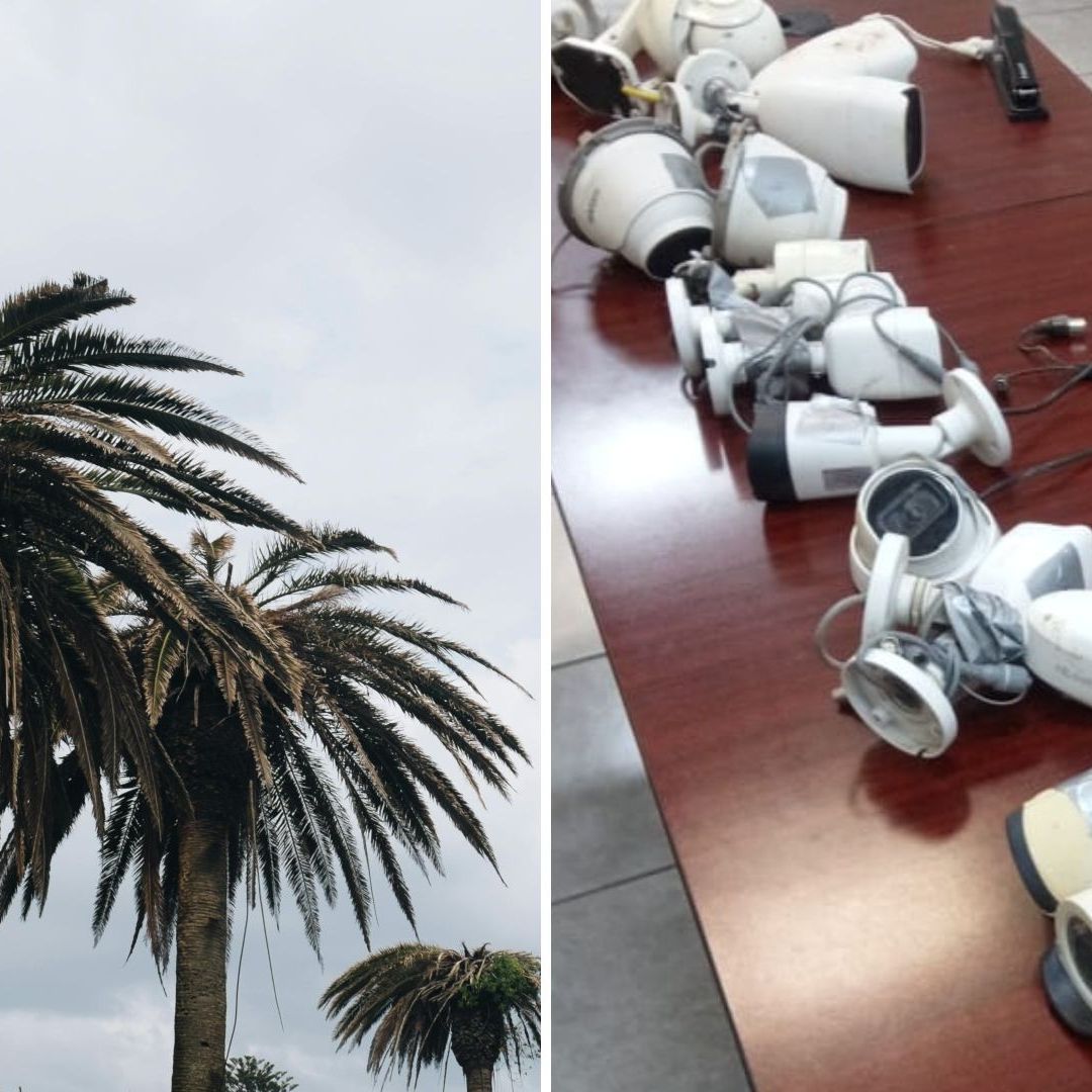 Grupos Criminales Instalan Cámaras en Palmeras para Hacer "Halconeo" en Sonora