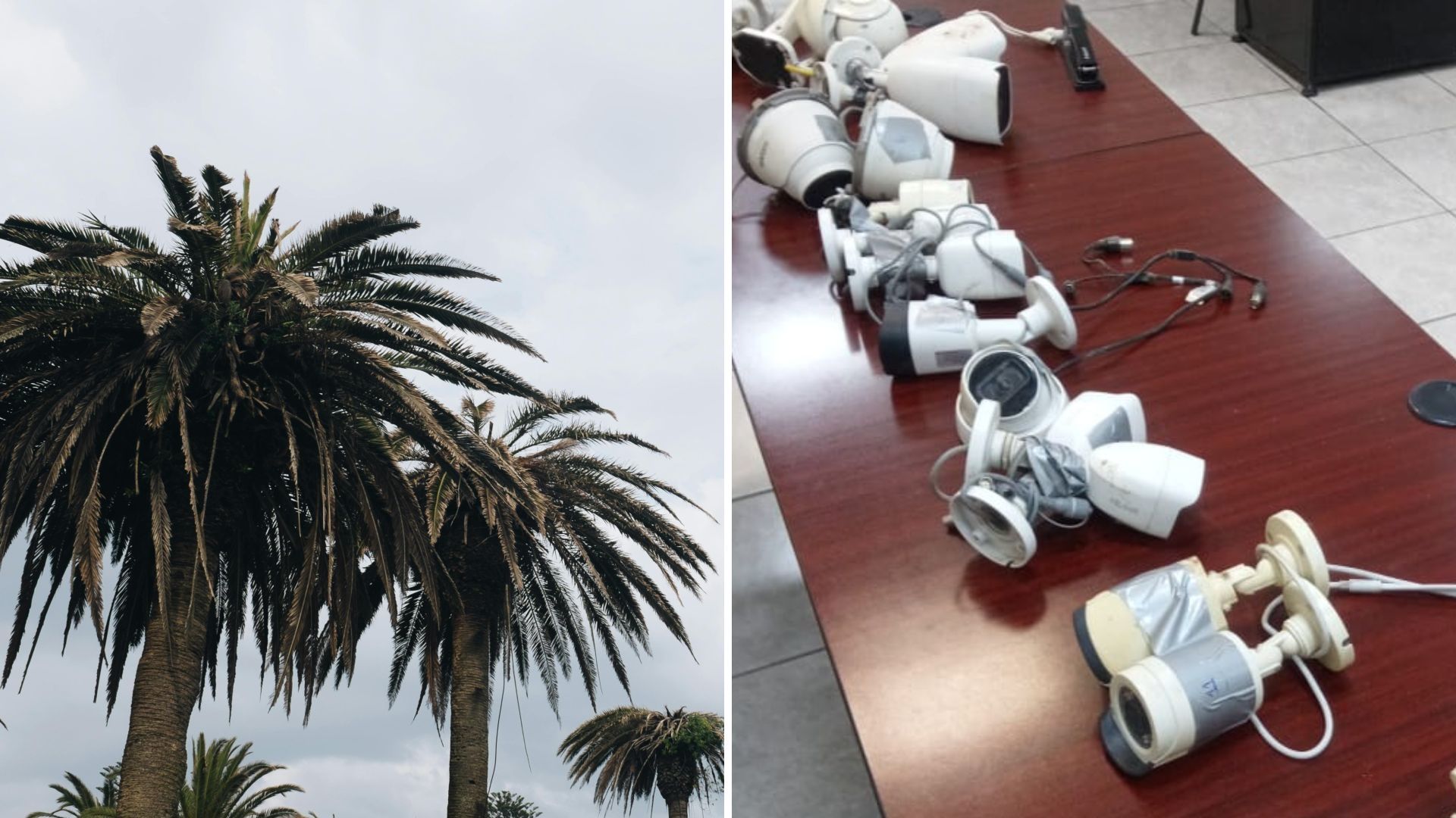 Grupos Criminales Instalan Cámaras en Palmeras para Hacer "Halconeo" en Sonora