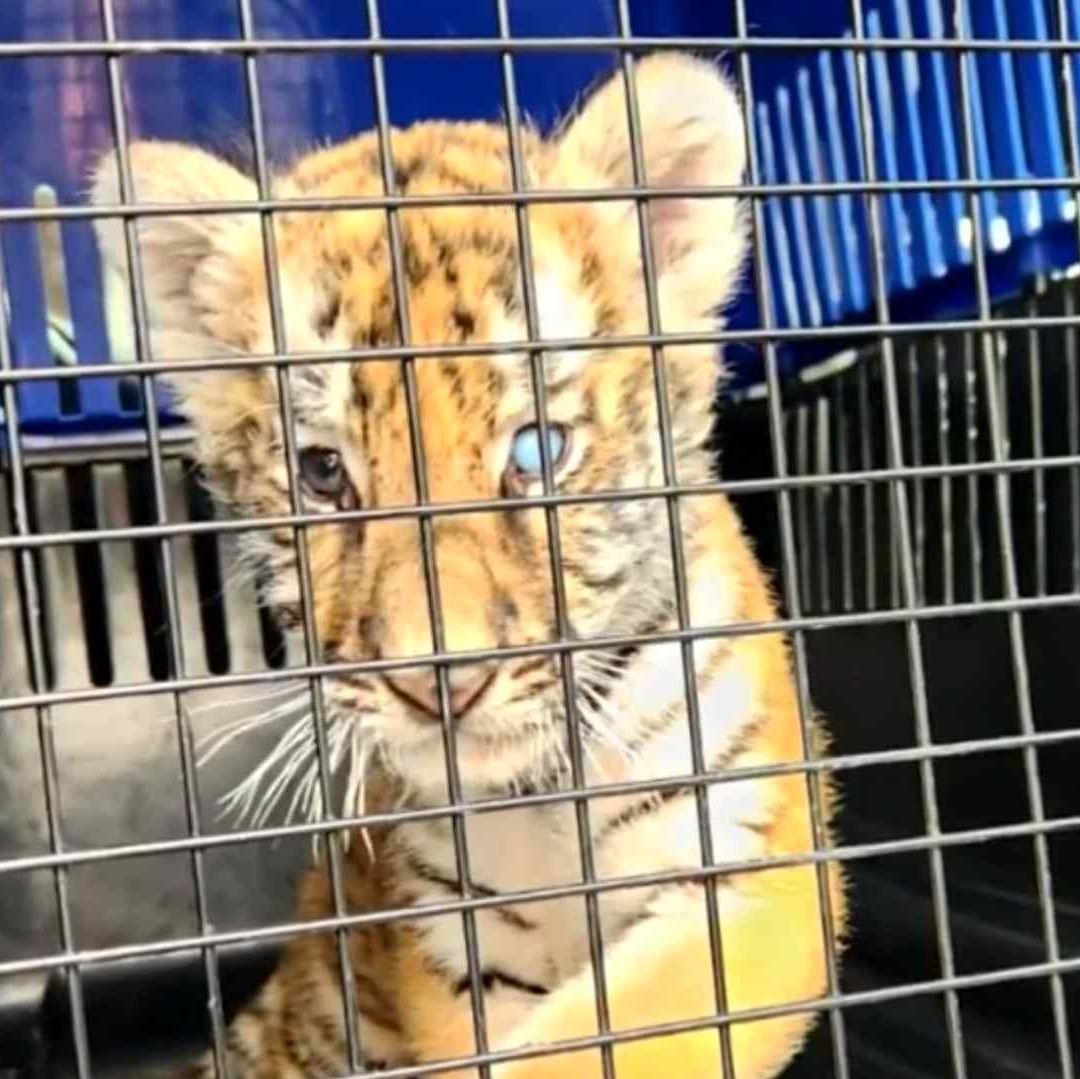 Encuentran cachorro de tigre en vivienda de Escobedo, Nuevo León